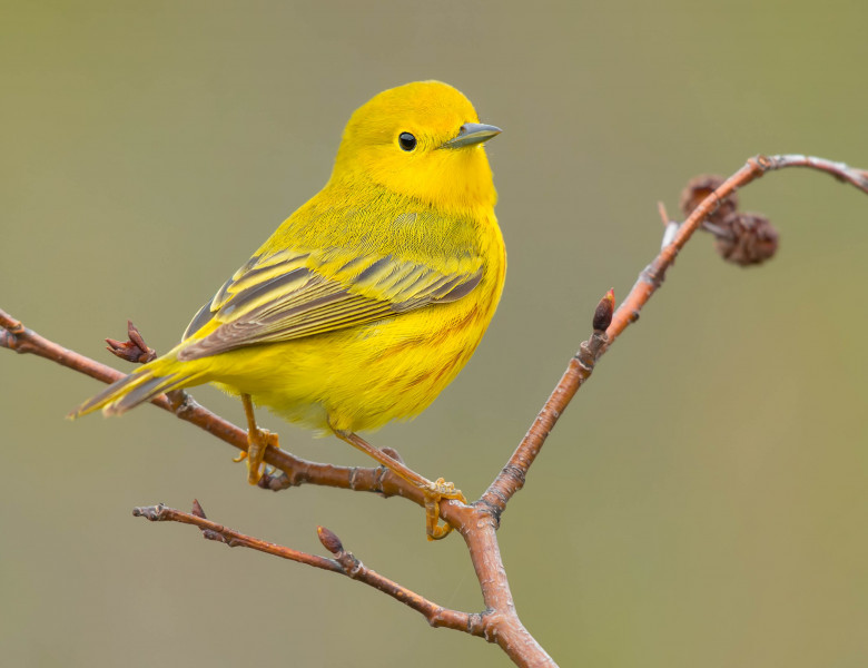 Păsărica lu` Briceag